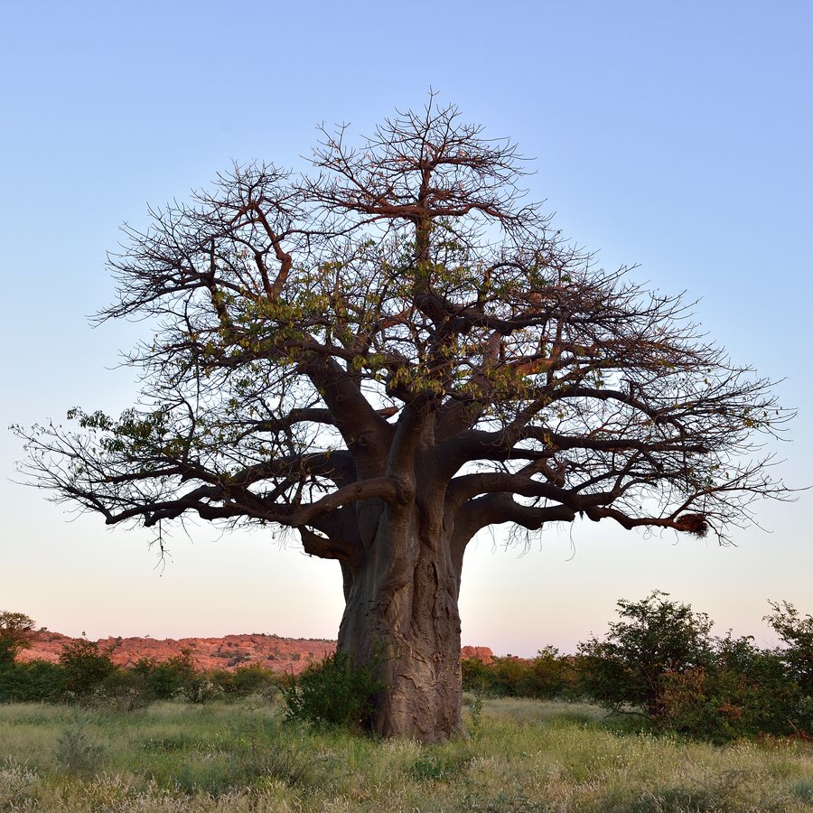 Limpopo government tenders — live tenders in Limpopo, South Africa